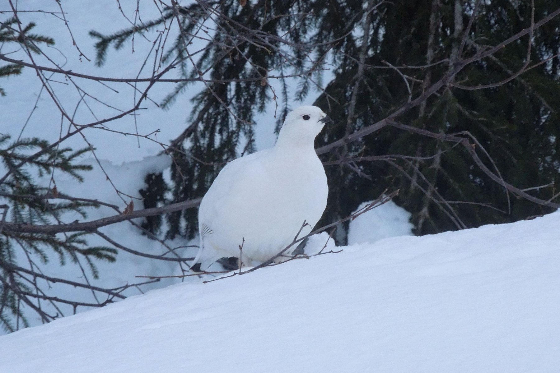 Skilanglauf Norwegen - Nordseter